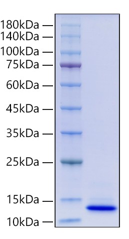Recombinant Human CCL14/HCC-1/HCC-3(28-93)Protein was determined by SDS-PAGE under reducing conditions with Coomassie Blue.