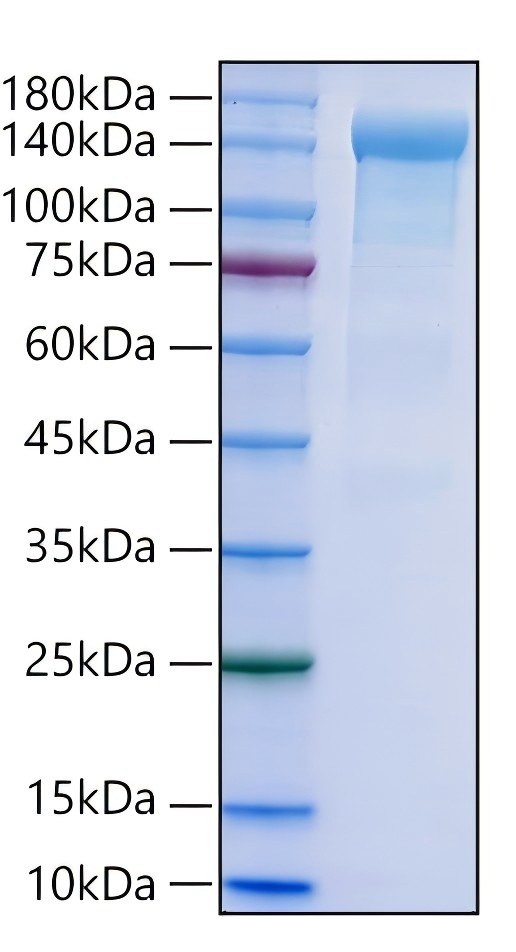 Recombinant Human CR2/CD21 Protein was determined by SDS-PAGE under reducing conditions with Coomassie Blue.
