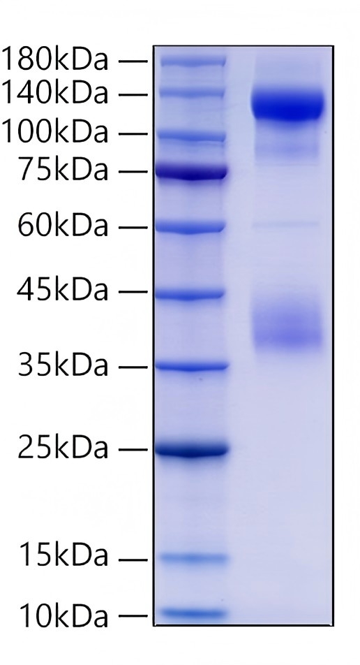 Recombinant Human Insulin Receptor/INSR/CD220 Protein was determined by SDS-PAGE under reducing conditions with Coomassie Blue.