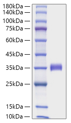 Recombinant Human Angiopoietin-2/ANG-2/ANGPT2(275-496) Protein was determined by SDS-PAGE under reducing conditions with Coomassie Blue.