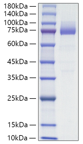 Recombinant Mouse SR-B3/CD36 Protein was determined by SDS-PAGE under reducing conditions with Coomassie Blue.