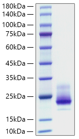 Recombinant Human TNFRSF10A/DR4/TRAIL-R1/CD261 Protein was determined by SDS-PAGE under reducing conditions with Coomassie Blue.