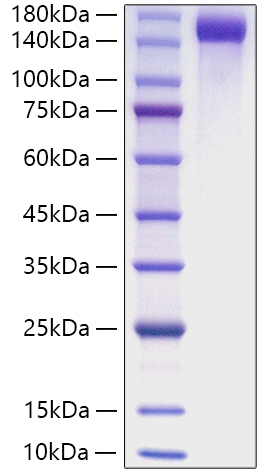 Recombinant Mouse CD163 Protein was determined by SDS-PAGE under reducing conditions with Coomassie Blue.