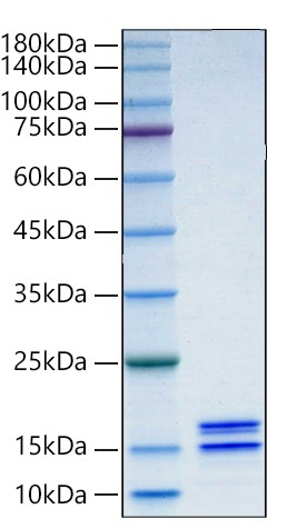 Recombinant Human Caspase-3/CASP3 Protein was determined by SDS-PAGE under reducing conditions with Coomassie Blue.