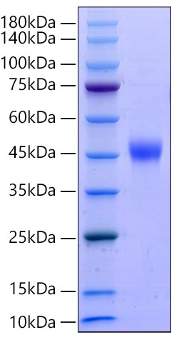 Recombinant Human CXCL16/SR-PSOX Protein was determined by SDS-PAGE under reducing conditions with Coomassie Blue.
