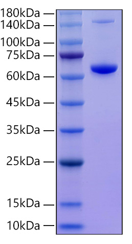 Recombinant Mouse TNFSF11/RANKL/CD254 Protein was determined by SDS-PAGE under reducing conditions with Coomassie Blue.