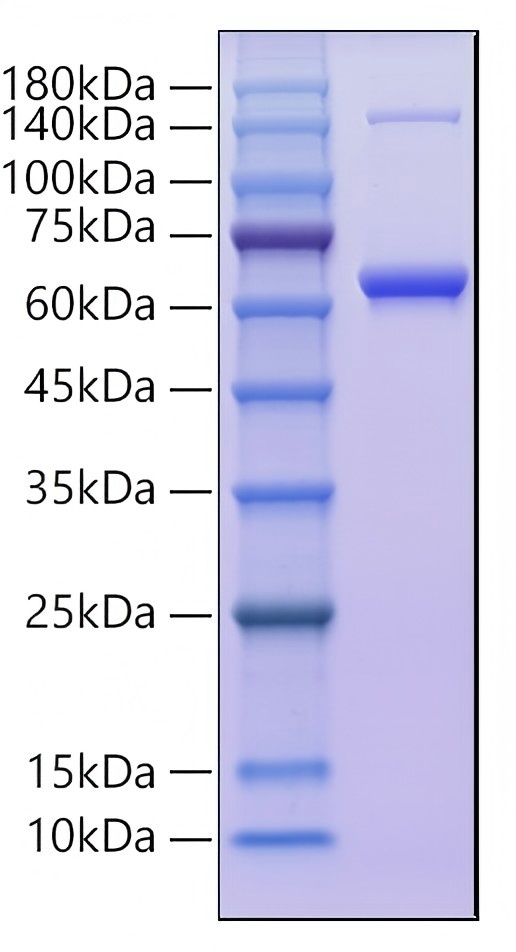 Recombinant Mouse TNFSF11/RANKL/CD254 Protein was determined by SDS-PAGE under reducing conditions with Coomassie Blue.
