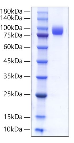 Recombinant Human CEACAM8/CD66b Protein was determined by SDS-PAGE under reducing conditions with Coomassie Blue.