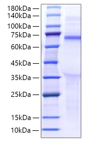 Recombinant Human LILRB5/LIR-8/CD85c Protein was determined by SDS-PAGE under reducing conditions with Coomassie Blue.