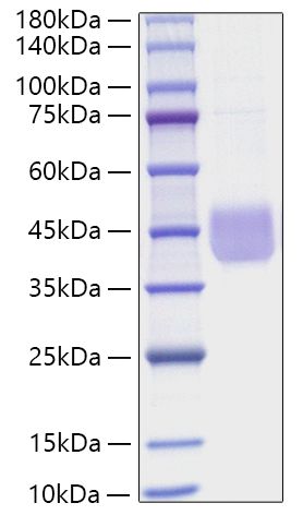 Recombinant Human SLAMF5/CD84 Protein was determined by SDS-PAGE under reducing conditions with Coomassie Blue.