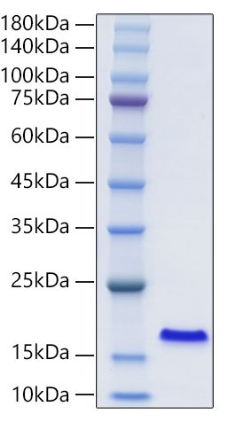 Recombinant Human FABP2/I-FABP Protein was determined by SDS-PAGE under reducing conditions with Coomassie Blue.