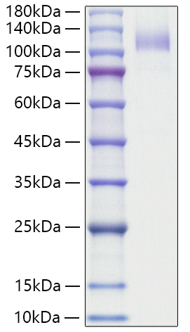 Recombinant Human SR-B3/CD36 Protein was determined by SDS-PAGE under reducing conditions with Coomassie Blue.