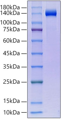 Recombinant Human Klotho beta/KLB Protein was determined by SDS-PAGE under reducing conditions with Coomassie Blue.