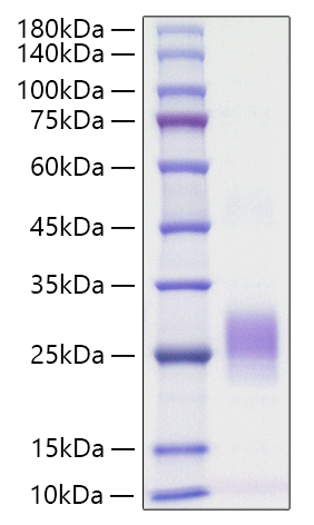 Recombinant Human TNFSF6/FAS ligand/CD178 Protein was determined by SDS-PAGE under reducing conditions with Coomassie Blue.