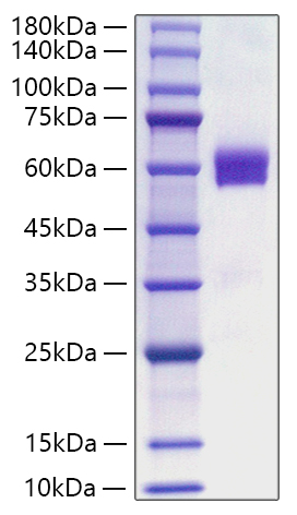 Recombinant Human Flt3 ligand/Flt3L Protein was determined by SDS-PAGE under reducing conditions with Coomassie Blue.