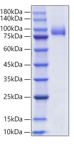Recombinant Human Siglec-6/CD327 Protein was determined by SDS-PAGE under reducing conditions with Coomassie Blue.
