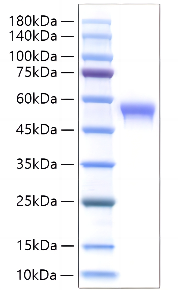 Recombinant Human Siglec-8 Protein was determined by SDS-PAGE under reducing conditions with Coomassie Blue.