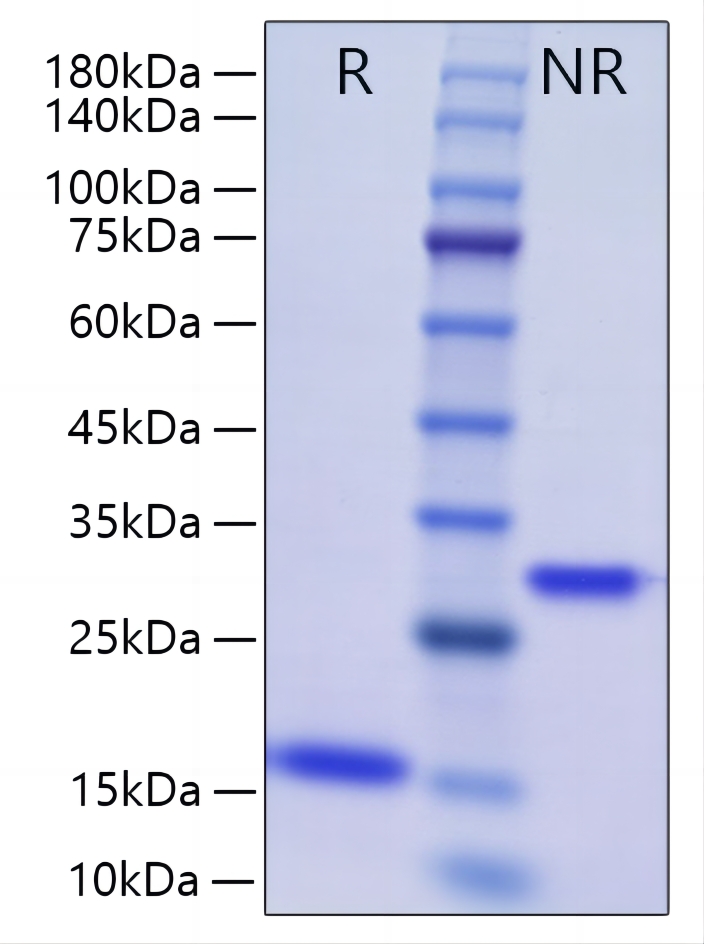 Recombinant Human/Mouse/Rat mature BMP-2 Protein was determined by SDS-PAGE under reducing (R) and non-reducing (NR) conditions.