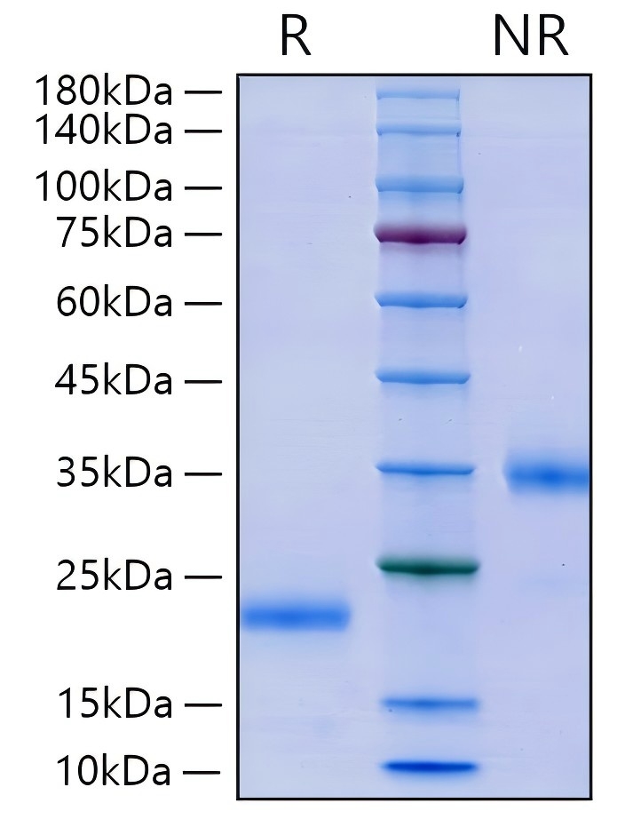 Recombinant Human/Mouse/Rat Mature BMP-4 Protein was determined by SDS-PAGE under reducing (R) and non-reducing (NR) conditions.