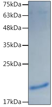 Recombinant Mouse IL-1 alpha Protein was determined by SDS-PAGE under reducing conditions with Coomassie Blue.
