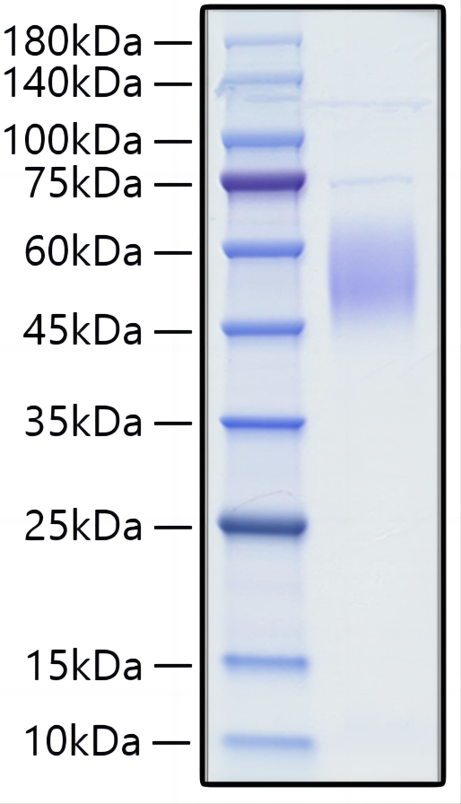 Recombinant Human CRTAM/CD355 (A65V) Protein was determined by SDS-PAGE under reducing conditions with Coomassie Blue.