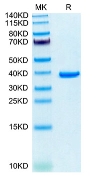 Recombinant Human Annexin A2/ANXA2 Protein was determined by Tris-Bis PAGE under reducing conditions.