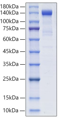 Recombinant Human PSMA/FOLH1 Protein was determined by SDS-PAGE under reducing conditions with Coomassie Blue.