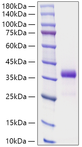 Recombinant Human IGFBP-7 Protein was determined by SDS-PAGE under reducing conditions with Coomassie Blue.