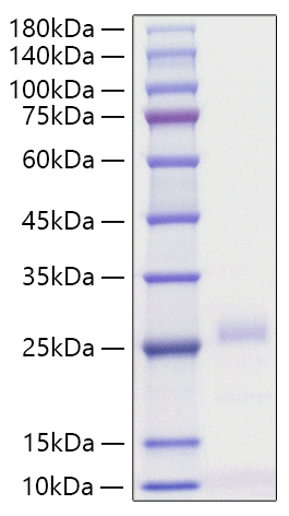 Recombinant Human IFN-beta Protein was determined by SDS-PAGE under reducing conditions with Coomassie Blue.