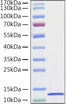 Recombinant Human CXCL14/BRAK Protein was determined by SDS-PAGE under reducing conditions with Coomassie Blue.