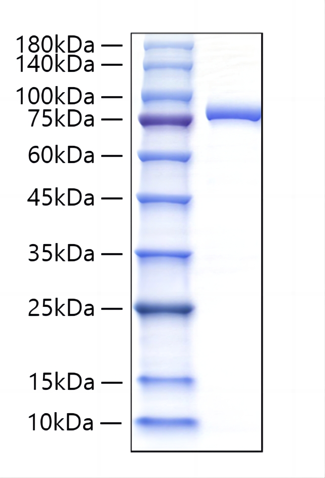 Recombinant Human Lactotransferrin/LTF Protein was determined by SDS-PAGE under reducing conditions with Coomassie Blue.