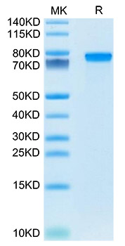Recombinant Mouse Progranulin/PGRN/GRN Protein was determined by SDS-PAGE under reducing conditions with Coomassie Blue.