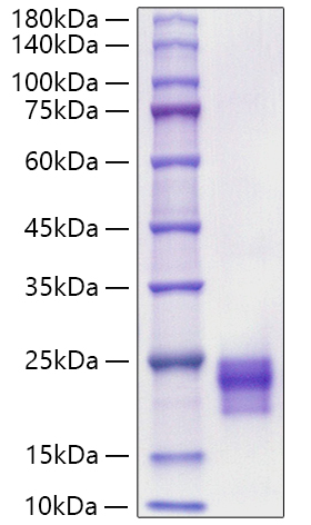 Recombinant Mouse/Rat VEGF-C Protein was determined by SDS-PAGE under reducing conditions with Coomassie Blue.
