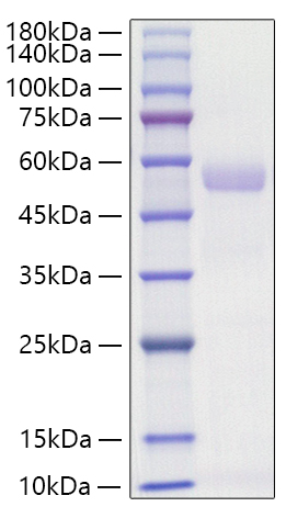 Recombinant Mouse Osteopontin/SPP-1 Protein was determined by SDS-PAGE under reducing conditions with Coomassie Blue.