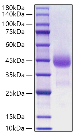 Recombinant Human Cathepsin B Protein was determined by SDS-PAGE under reducing conditions with Coomassie Blue.