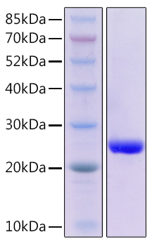 Recombinant Mouse TNFSF6/FAS ligand/CD178 Protein was determined by SDS-PAGE under reducing conditions with Coomassie Blue.