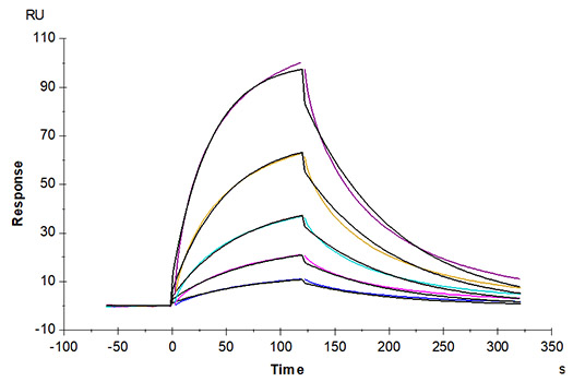 Anti-GPA Antibody immobilized on CM5 Chip can bind Human GPA, hFc Tag with an affinity constant of 0.72 &mu;M as determined in SPR assay (Biacore T200).