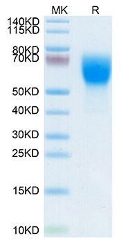 Recombinant Mouse L-Selectin/SELL/CD62L Protein was determined by SDS-PAGE under reducing conditions with Coomassie Blue.