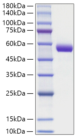 Recombinant Human Intrinsic factor/CBLIF Protein was determined by SDS-PAGE under reducing conditions with Coomassie Blue.