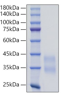 Recombinant Mouse Sclerostin/SOST Protein was determined by SDS-PAGE under reducing conditions with Coomassie Blue.