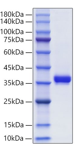 Recombinant Human Granzyme B/CTLA-1/GZMB Protein was determined by SDS-PAGE under reducing conditions with Coomassie Blue.