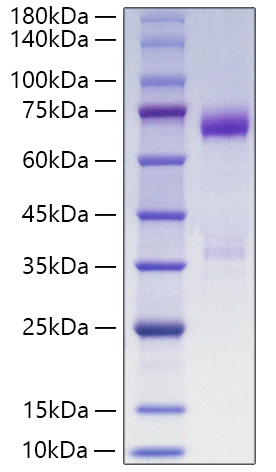 Recombinant Human Angiopoietin-like 3/ANGPTL3(17-460) Protein was determined by SDS-PAGE under reducing conditions with Coomassie Blue.
