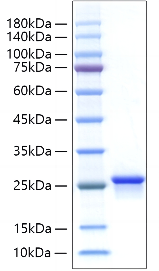 Recombinant Human IFN-alpha B2/IFNA8 Protein was determined by SDS-PAGE under reducing conditions with Coomassie Blue.