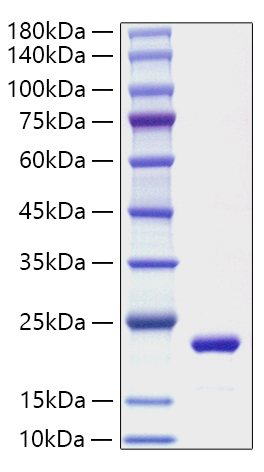 Recombinant Mouse IL-11 Protein was determined by SDS-PAGE under reducing conditions with Coomassie Blue.