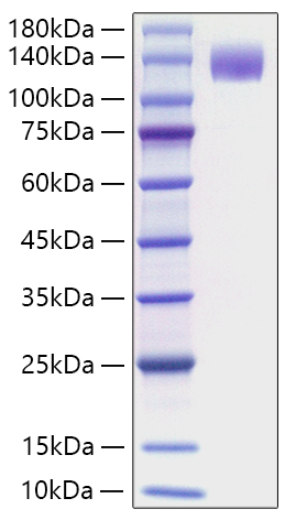 Recombinant Mouse FLT-3/FLK-2/CD135 Protein was determined by SDS-PAGE under reducing conditions with Coomassie Blue.
