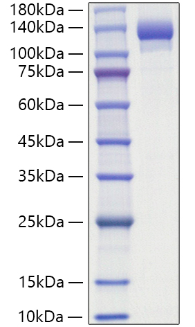 Recombinant Human ENPP-1 Protein was determined by SDS-PAGE under reducing conditions with Coomassie Blue.