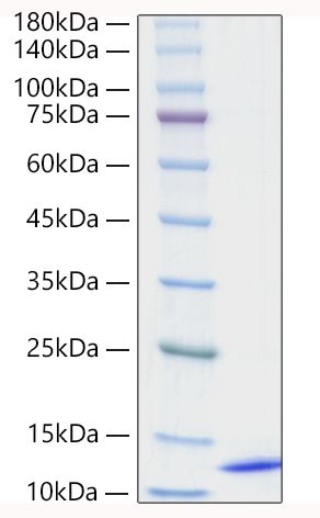 Recombinant Human CCL18/PARC Protein was determined by SDS-PAGE under reducing conditions with Coomassie Blue.