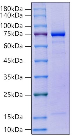 Recombinant Human GAS-6 Protein was determined by SDS-PAGE under reducing conditions with Coomassie Blue.