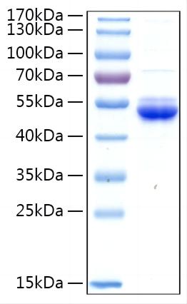 Recombinant Mouse Ephrin-A4/EFNA4 Protein was determined by SDS-PAGE under reducing conditions with Coomassie Blue.