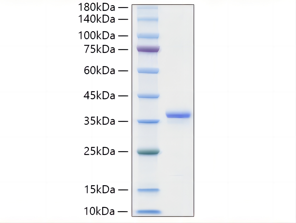 Recombinant Mouse IGFBP-2 Protein was determined by SDS-PAGE under reducing conditions with Coomassie Blue.